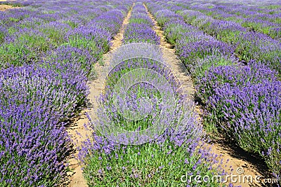 Lavender Field