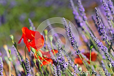 Lavender field in France with red poppies