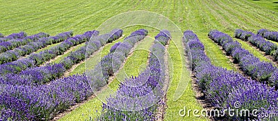 Lavender field