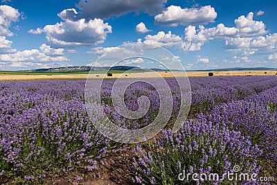 Lavender field