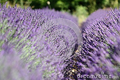 Lavender field in Provence, France