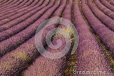 Lavender field in Provence, France