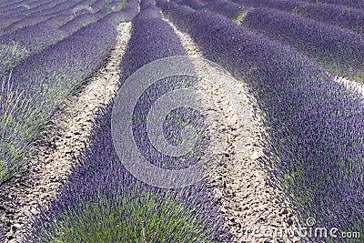 Lavender field in Provence, South France