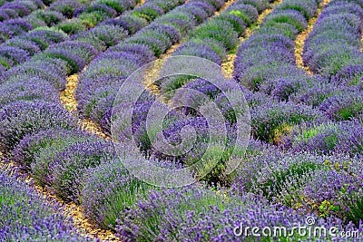 Lavender field