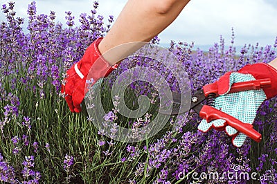 Lavender field in the summer