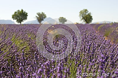 Lavender field with tree. Provence. France.