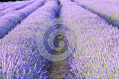 Lavender fields