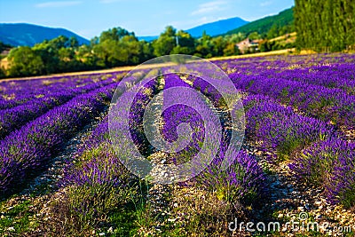 Lavender fields near the French Provence