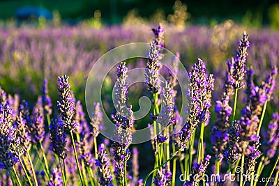 Lavender fields near the French Provence