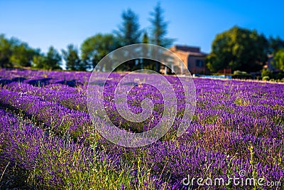 Lavender fields near the French Provence