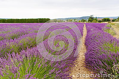 Lavender fields near Valensole in Provence, France.