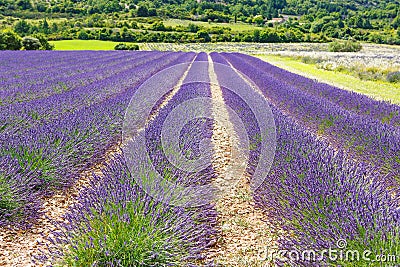 Lavender fields near Valensole in Provence, France.