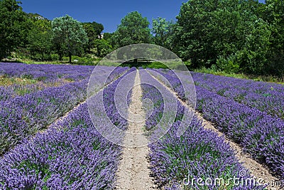 Lavender Fields Provence France