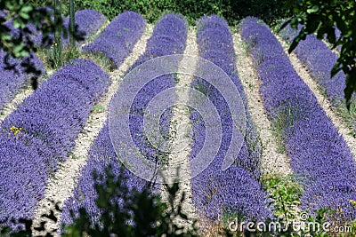 Lavender Fields Provence France