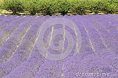 Lavender flower field, with tree, Provence. France