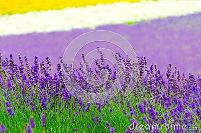 Lavender flower in garden