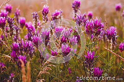 Lavender flower purple field nature flowers color