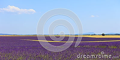 Lavender flowers field, wheat lines. Provence