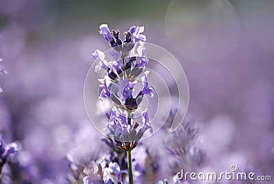 Lavender in garden