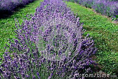 Lavender Garden