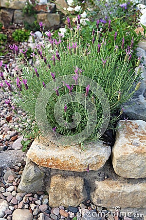 Lavender growing in a cottage garden.