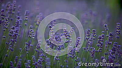 Lavender lilac flowers in a field, field lilac