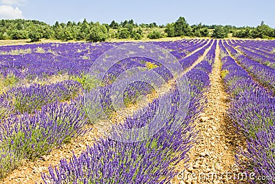 Lavender in Provence, France