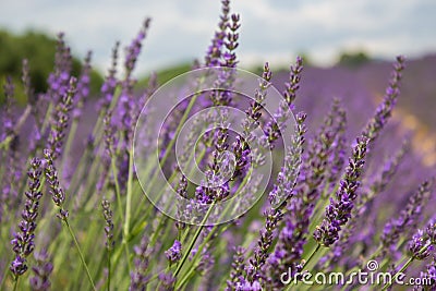 Lavender provence - france