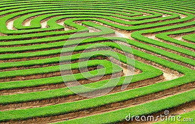 Lawn or grass Garden maze