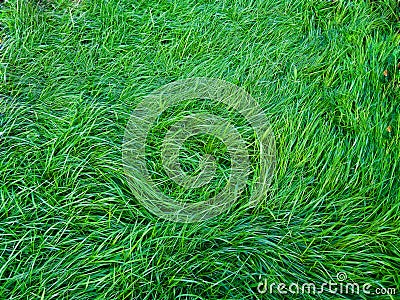 Lawn with green grass