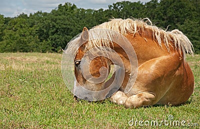 Lazy Belgian Draft horse eating