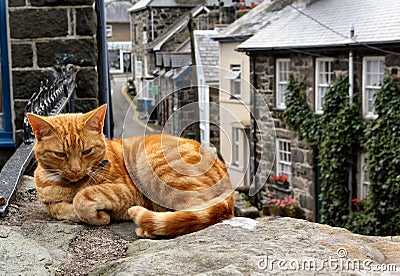 The Lazy Ginger Cat