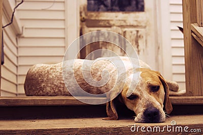 Lazy Hound dog on the porch