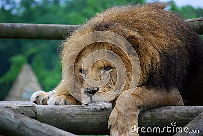 lazy-lion-5321630.jpg