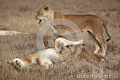 Lazy lion family, Serengeti, Tanzania