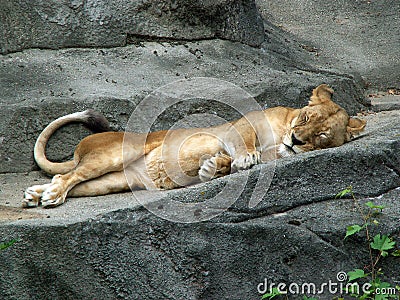 Lazy lioness