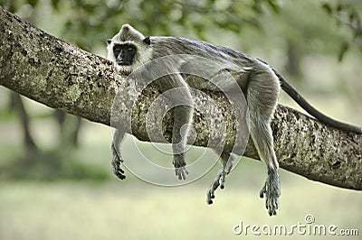 Lazy monkey