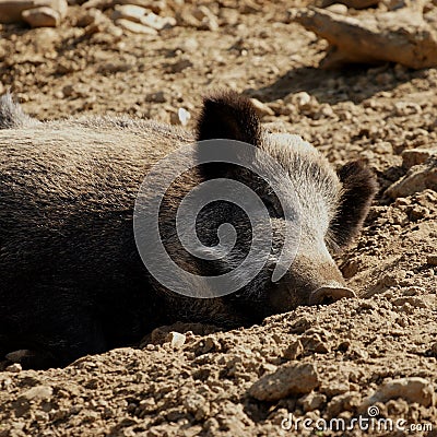 Lazy pig in organic farm