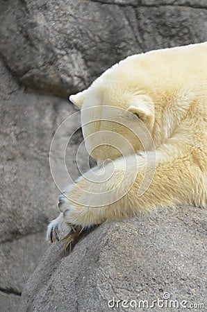 Lazy polar bear