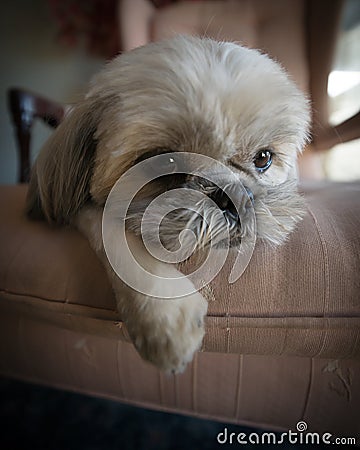 lazy shih tzu lazy shih tzu puppy lying on chair stock photo image 30974730 lazy shih tzu lazy shih tzu puppy lying on chair stock photo image 30974730