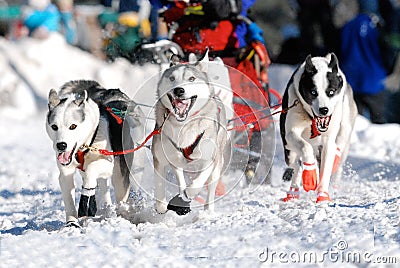 Lead Sled Dogs
