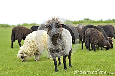 The leader of the herd sheep standing out