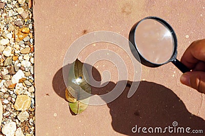 Leaf Burned by Convex Lens