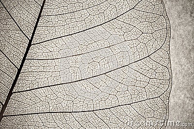 Leaf macro