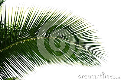 Leaf of coconut palm tree isolated