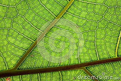 Leaf green background veins pattern jungle plant