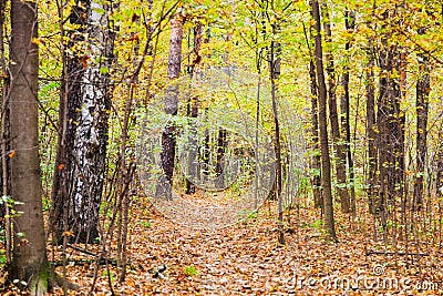 Leaf litter path in autumn forest