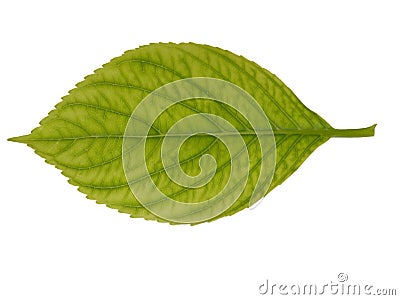 Leaf texture