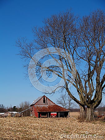 Leafless Maple Tree Next to an Old Barn