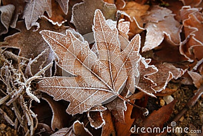 Leafs with white frost